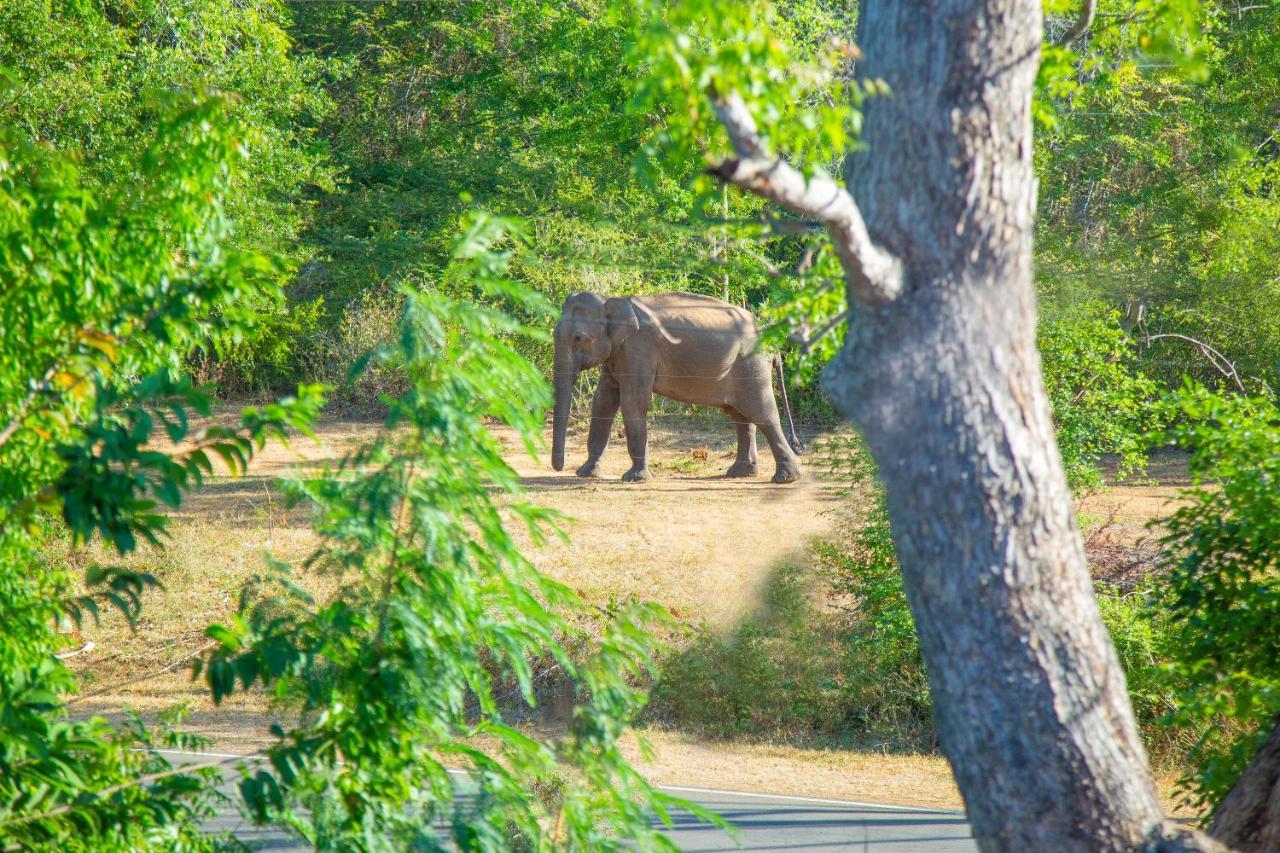 Ali Weta Safari Resort Udawalawe Exterior photo